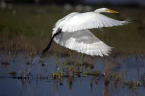 Photo aigrette prenant son envol